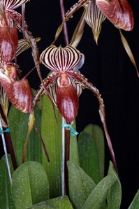 Paphiopedilum Lady Booth Lady Sara AM/AOS 83 pts.